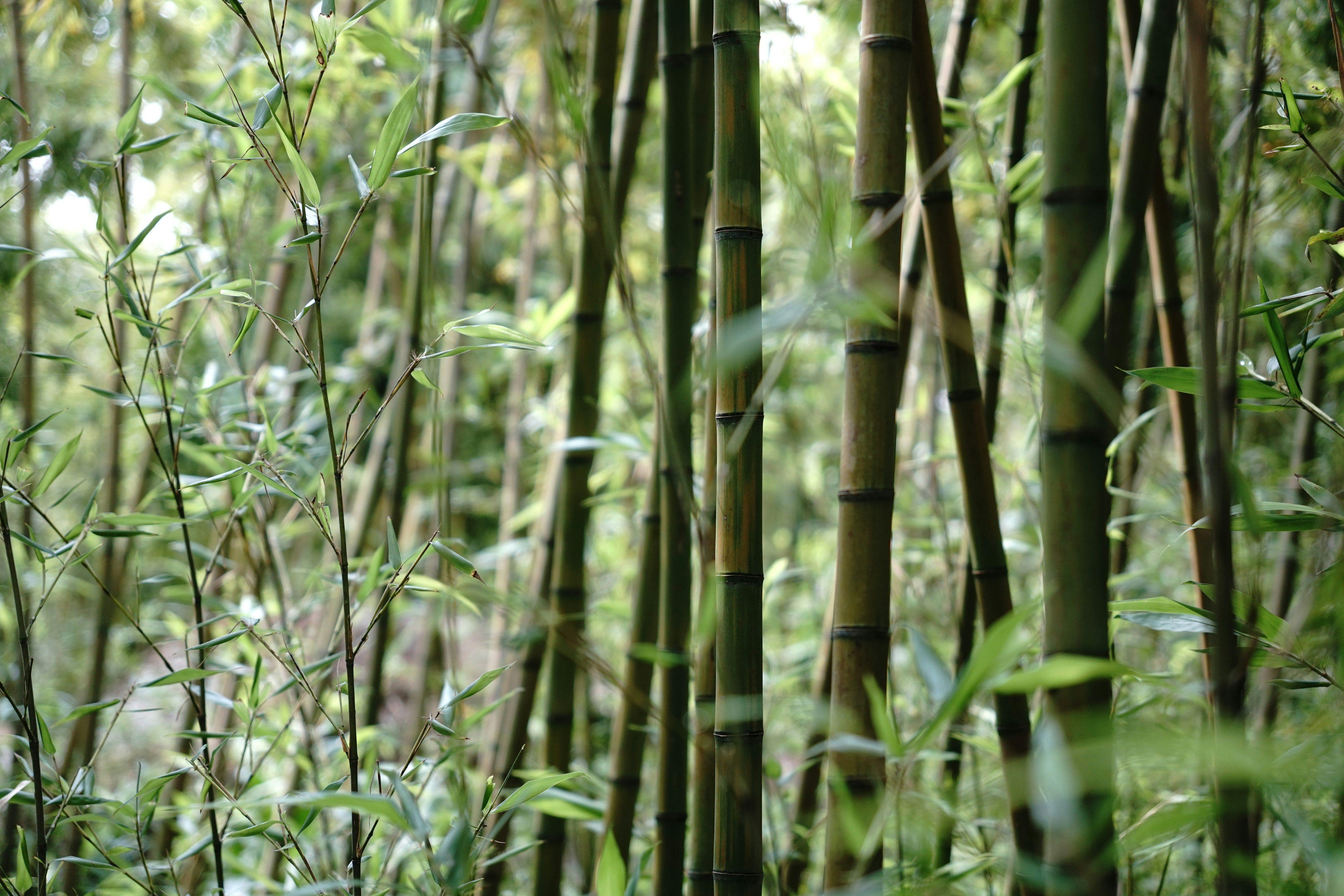 A group of tall bamboo trees in a forest